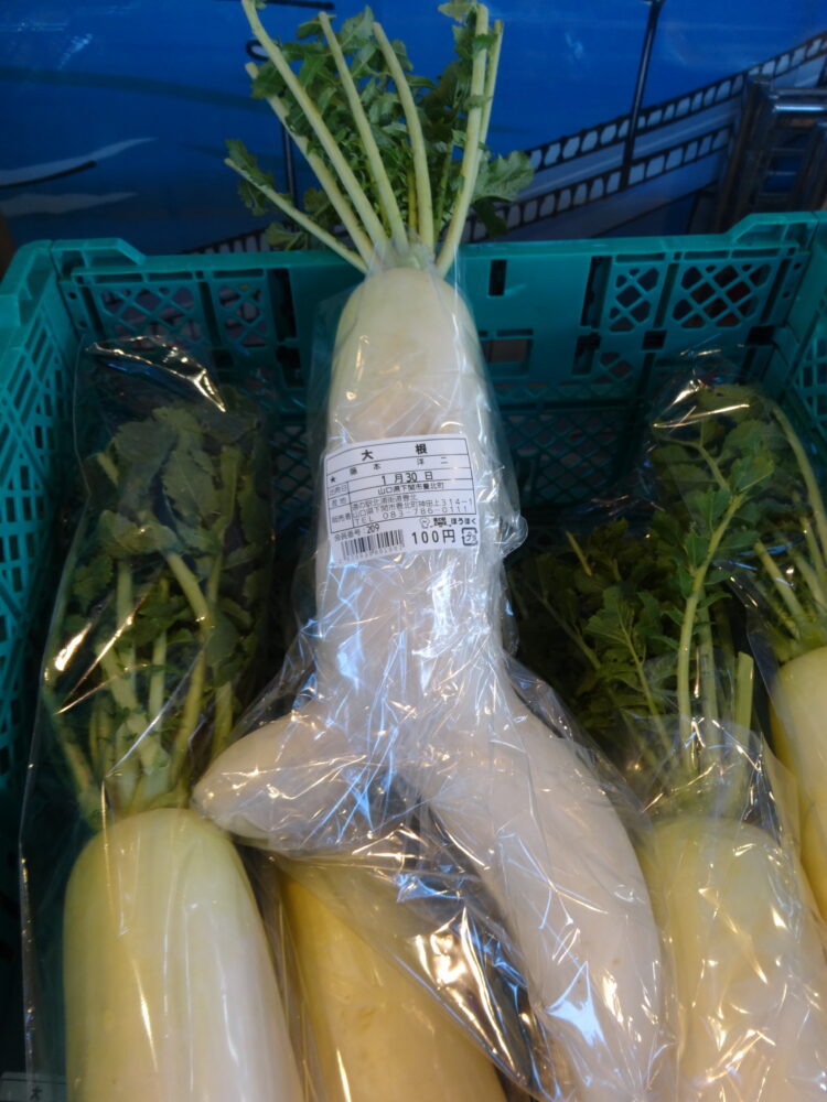 逃げる？大根、引っこ抜く大根 | 道の駅ほうほく