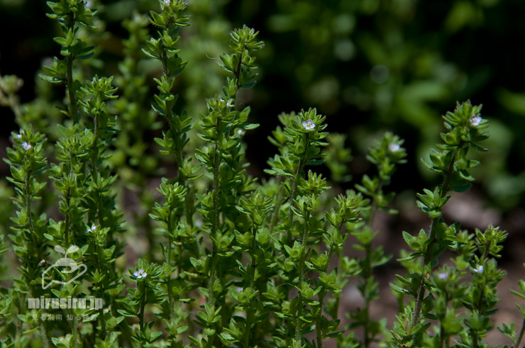 タチイヌノフグリ