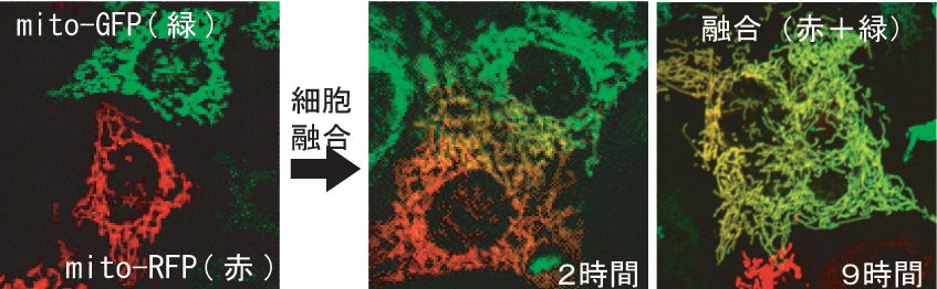 専門家向け研究紹介（概要） - 大阪大学 石原研究室 ミトコンドリア研究
