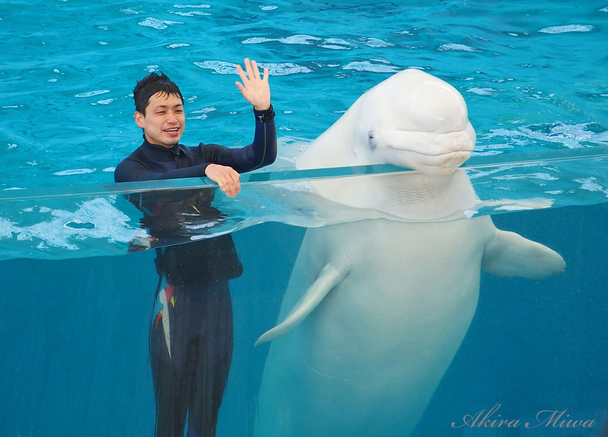 八景島のベルーガ(シロイルカ)は最高！かつてはジンベエザメも