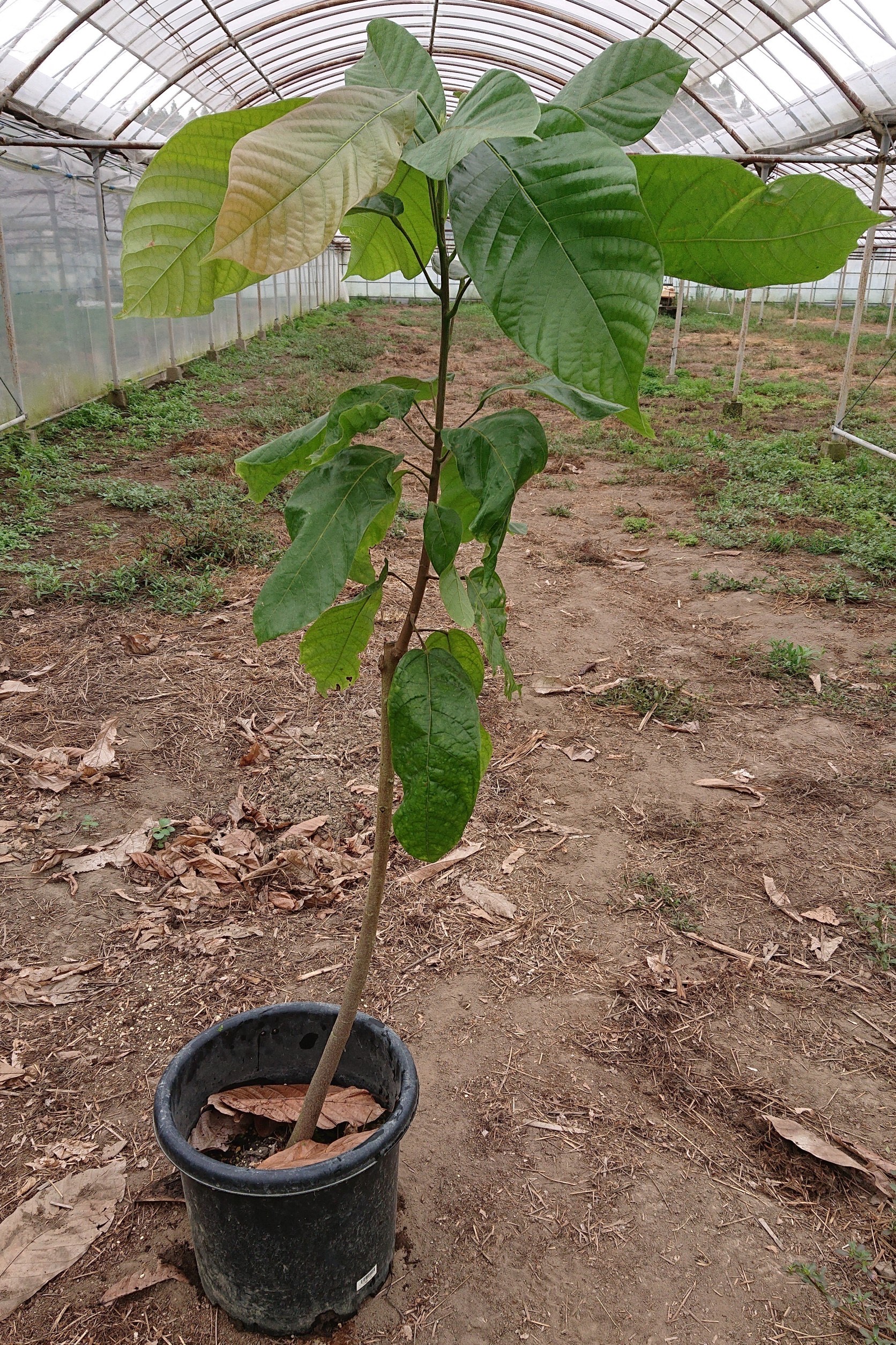 カカオ苗フォラステロ系統(大)育て方マニュアル付き | 【宮崎カカオ