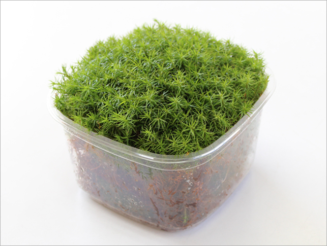 スギゴケミニパック(M2)（110×110mm） | 苔の販売専門店モスファーム