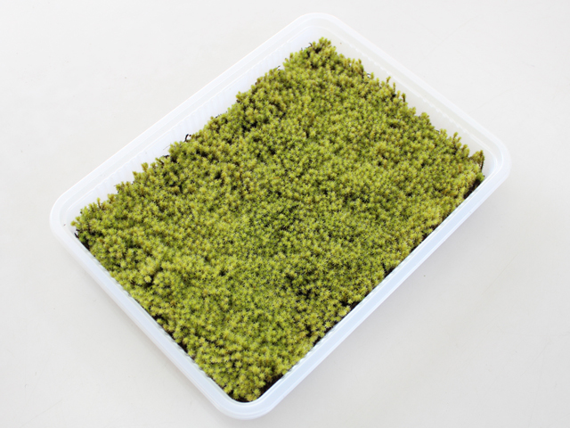 スナゴケミニパック（L）(256×189mm) | 苔の販売専門店モスファーム