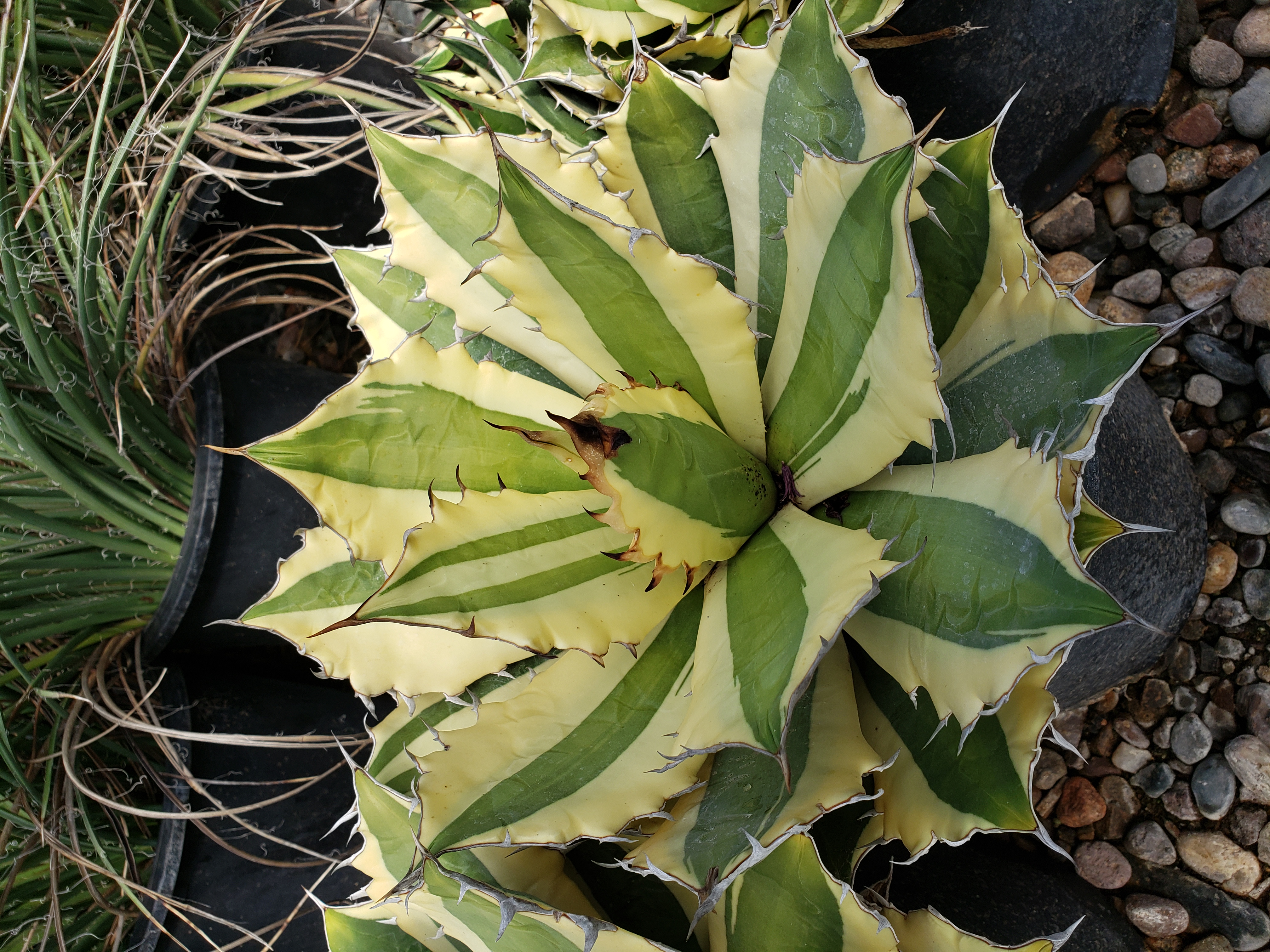 Agave titanota 'Snaggle Tooth' - Mountain States Wholesale Nursery