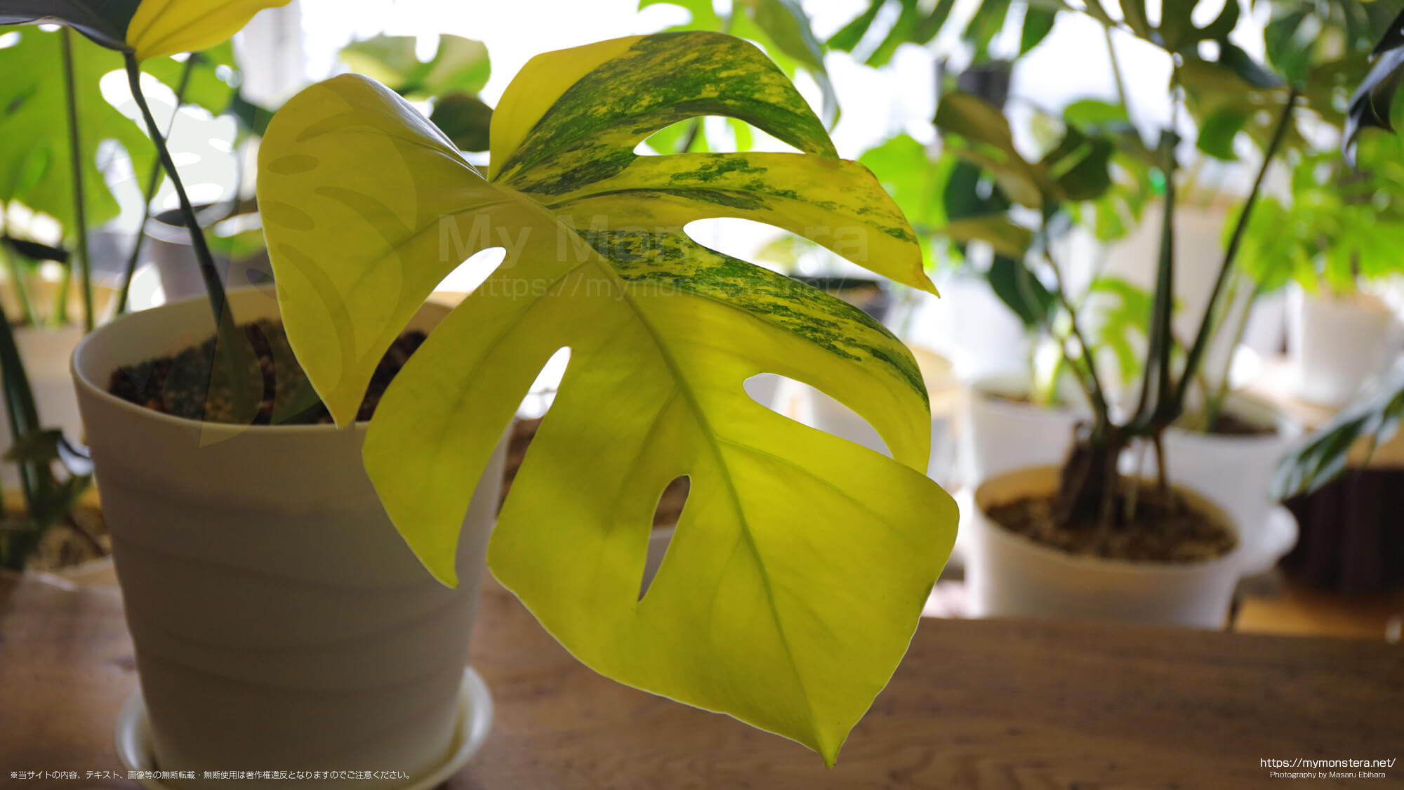 黄斑のモンステラ - 私のモンステラ
