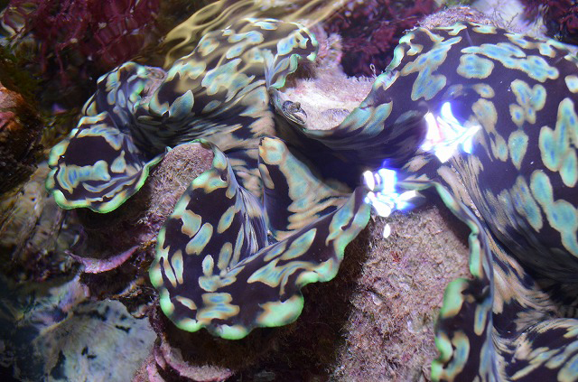 特大ヒレシャコガイ入荷！！ | 生麦海水魚センター