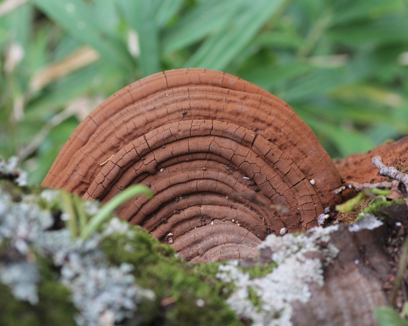 コフキサルノコシカケ（粉吹猿腰掛）