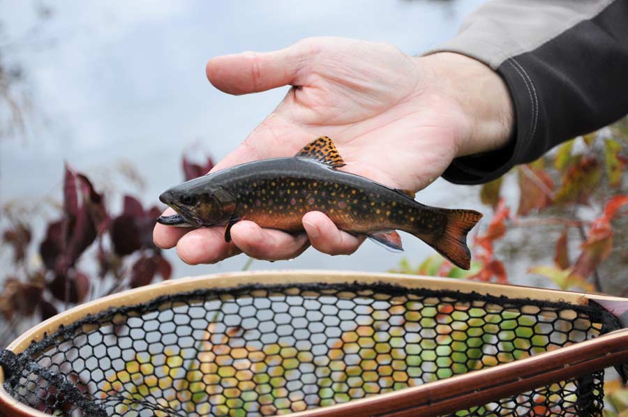 fly-fishing for brook trout Archives - Orvis News