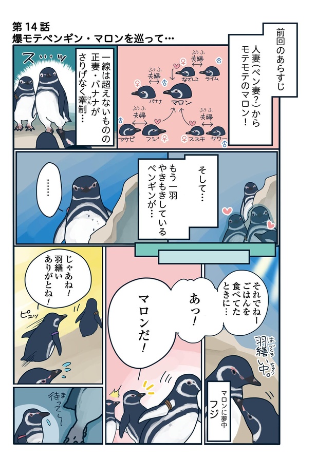 モテ男に夢中になる妻、やきもきする一途な旦那。ペンギンの夫婦仲の