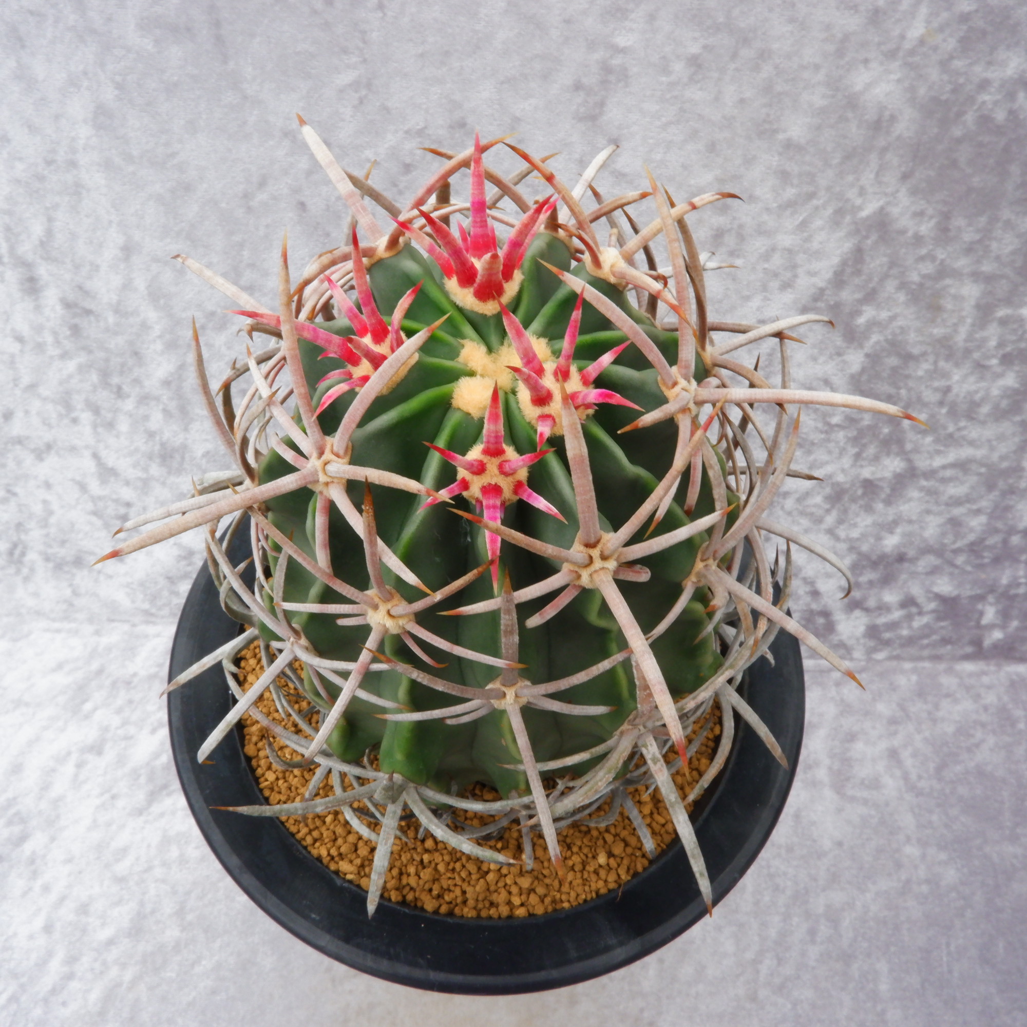希少特大実生苗】花王丸エキノカクタス国内繁殖サボテン（太平丸雷帝翠