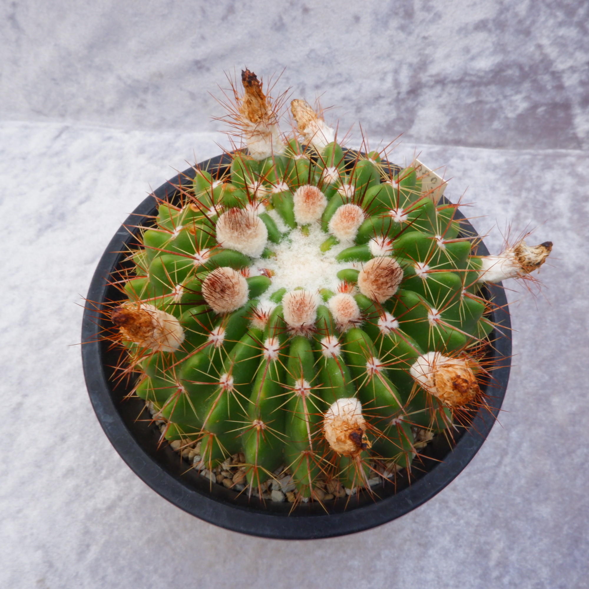 商品詳細 - 信州西沢サボテン園