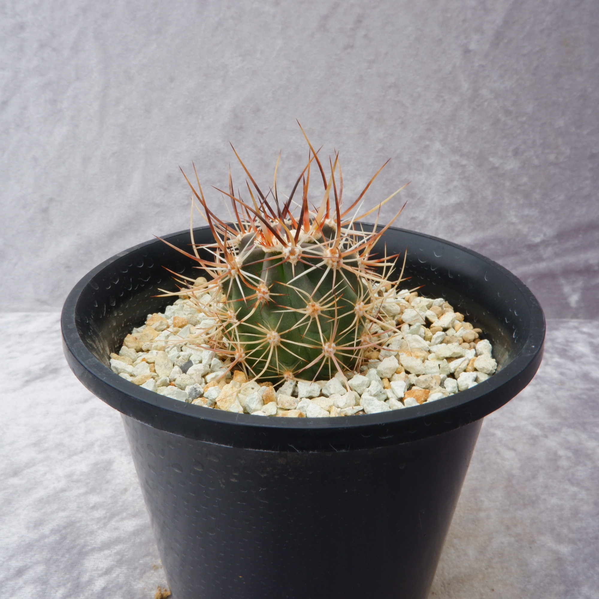 商品詳細 - 信州西沢サボテン園