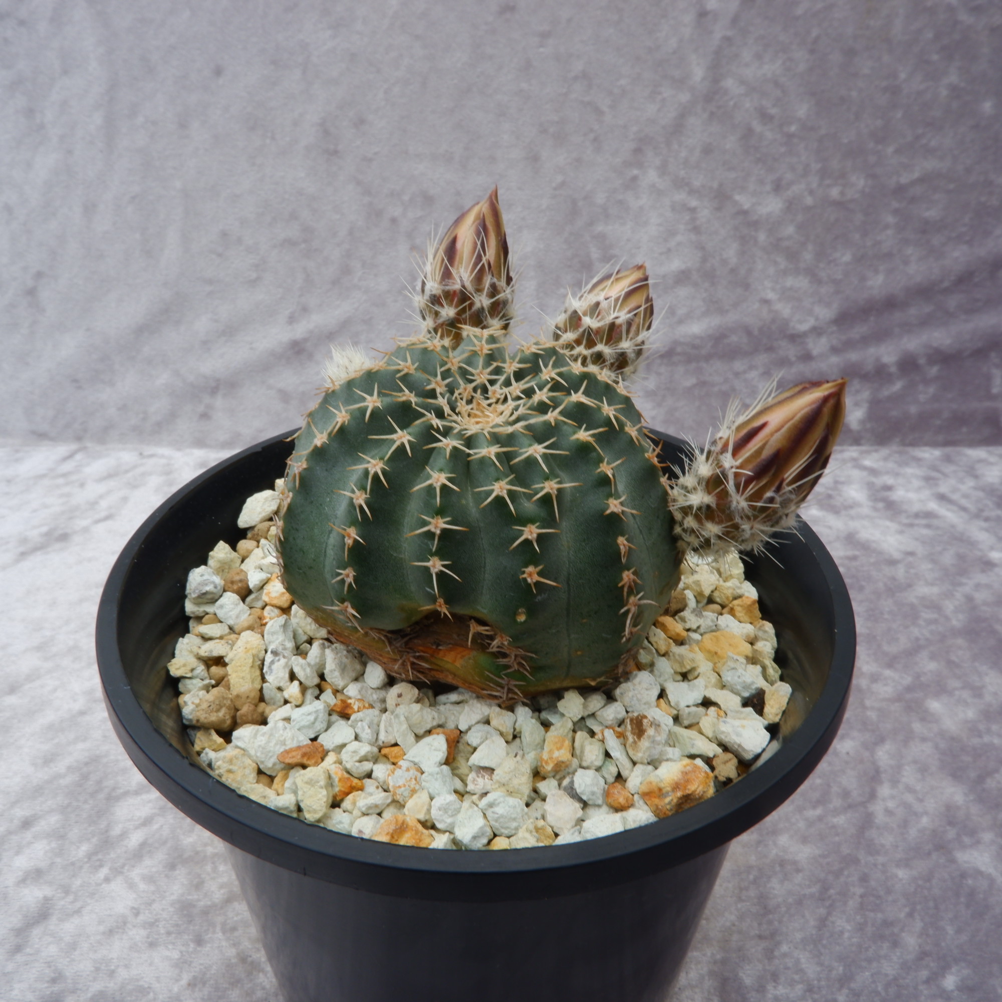 商品詳細 - 信州西沢サボテン園