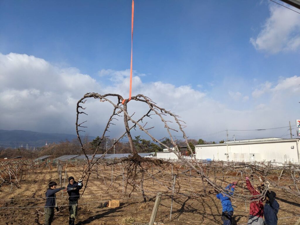 シャインマスカット移植 | 株式会社 野の香 Nonoka Farm 野の香ぶどう