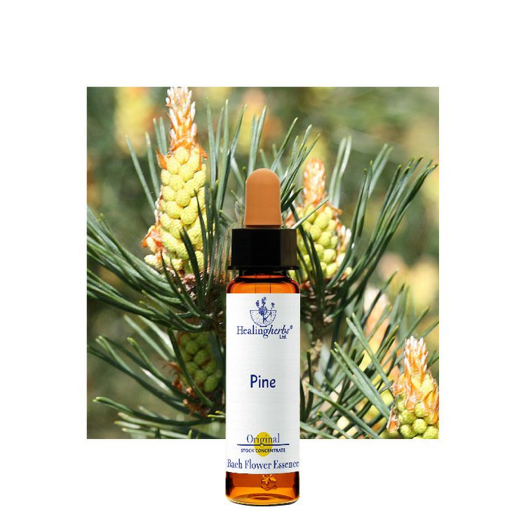 ウォールナット | ニールズヤード レメディーズ 公式オンラインショップ