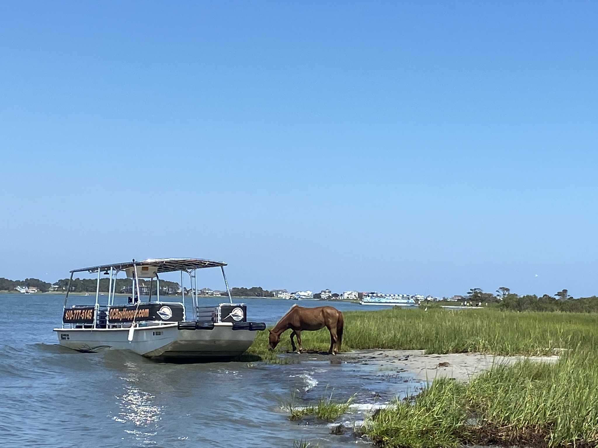 Assateague Tour - OC Bay Hopper