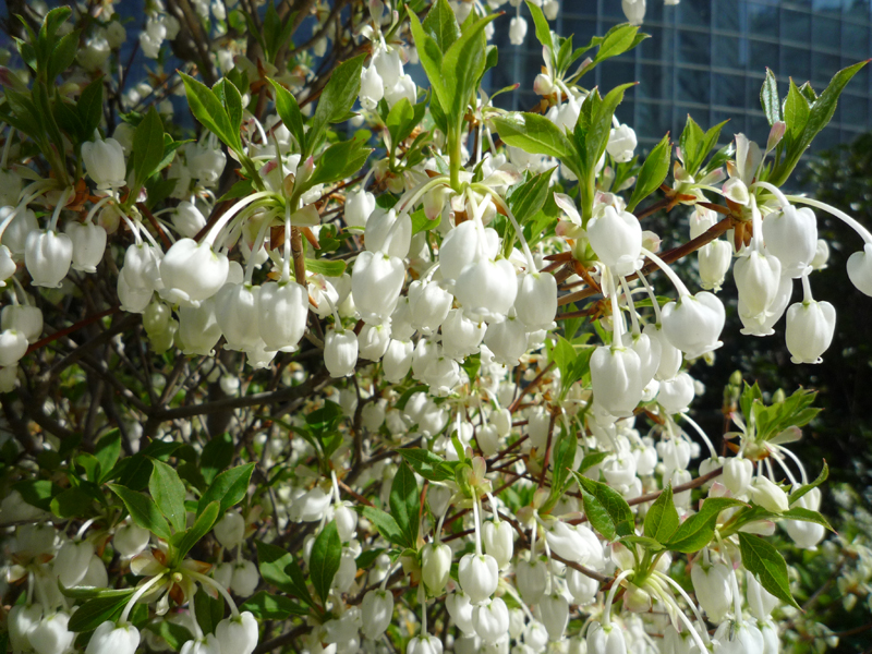 ドウダンツツジ| 岡山太陽のそばの果樹園