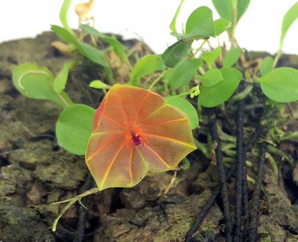 Lepanthes telipogoniflora