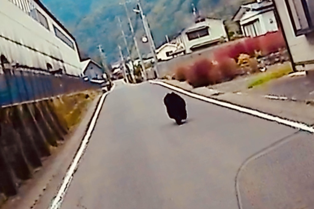 刈屋の町中でクマと遭遇！！ – 株式会社 小山田組