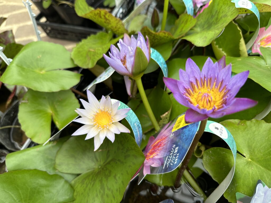 涼を感じる睡蓮、熱帯スイレンも入荷してます！ | オザキフラワー