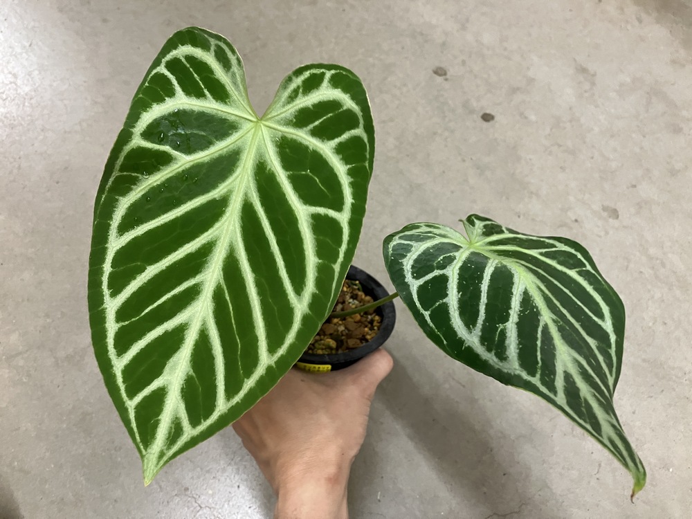 原種系アンスリウムなどのお知らせ | オザキフラワーパーク | オザキ