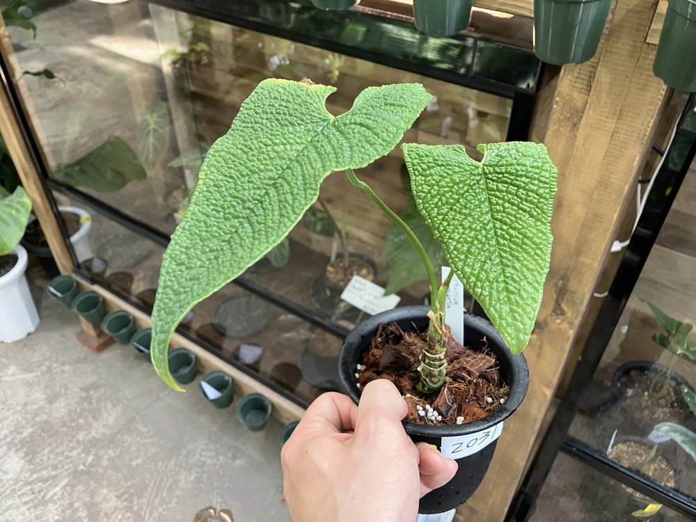 今週の原種系ショーケース Aglaonema Anthurium Alocasia | オザキ