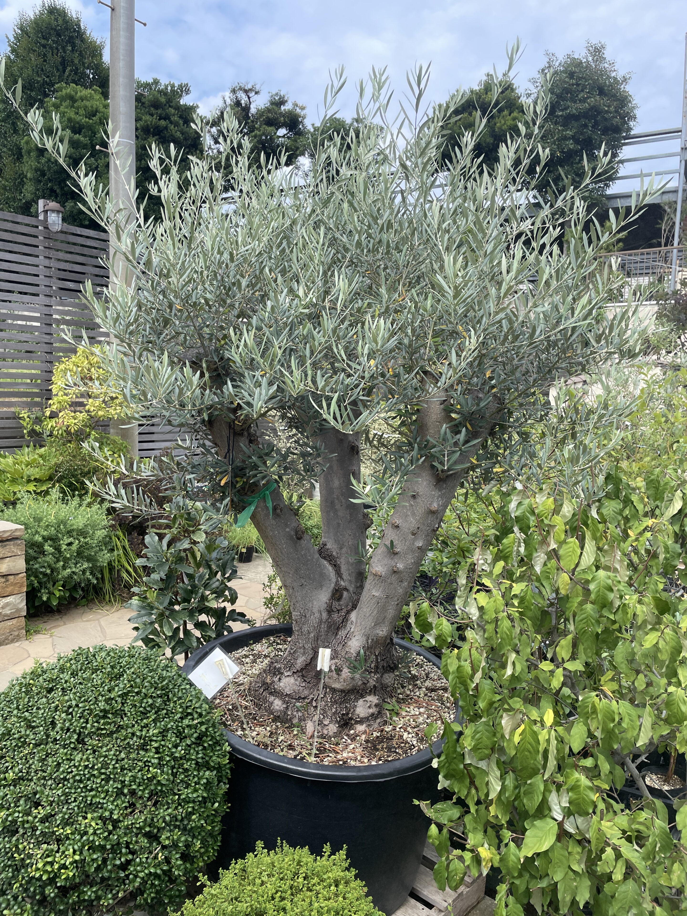 シンボルツリーにオススメ！庭木の大型商品ご紹介！ | オザキフラワー