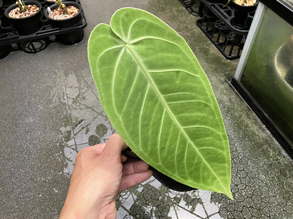 今週のショーケース Anthurium | オザキフラワーパーク | オザキ