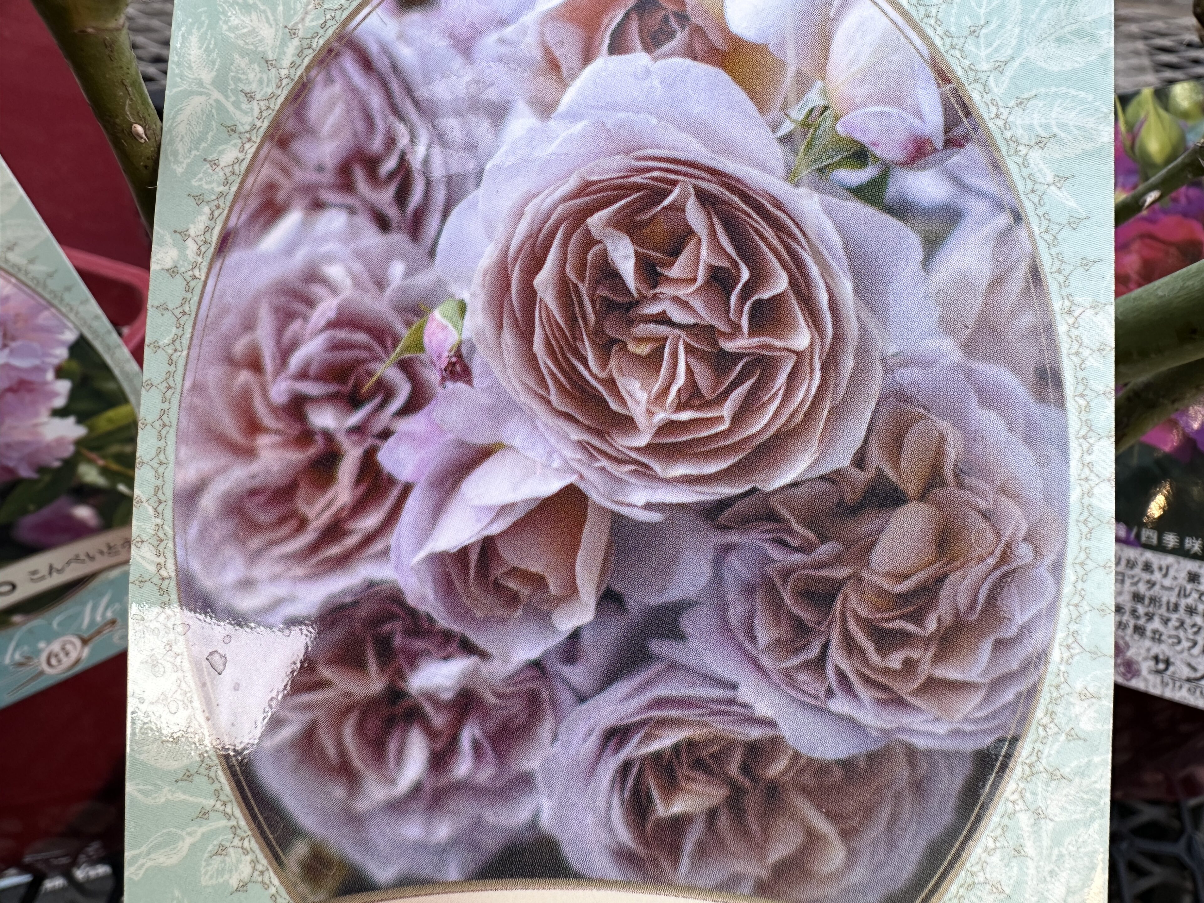 人気バラ大苗が続々と入荷中！ | オザキフラワーパーク | オザキ