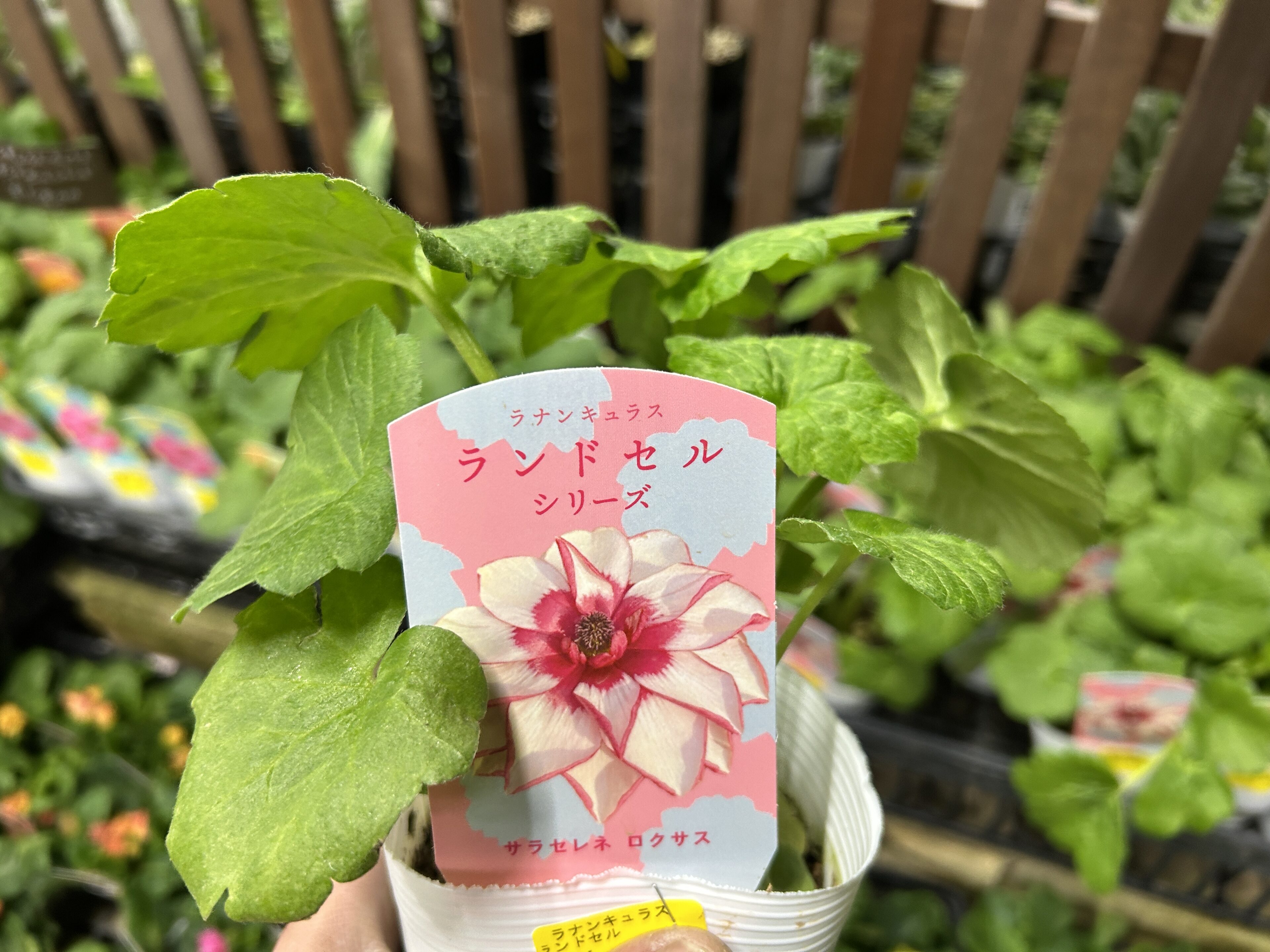 1F ラックスや早春のお花たちが入荷開始! | オザキフラワーパーク