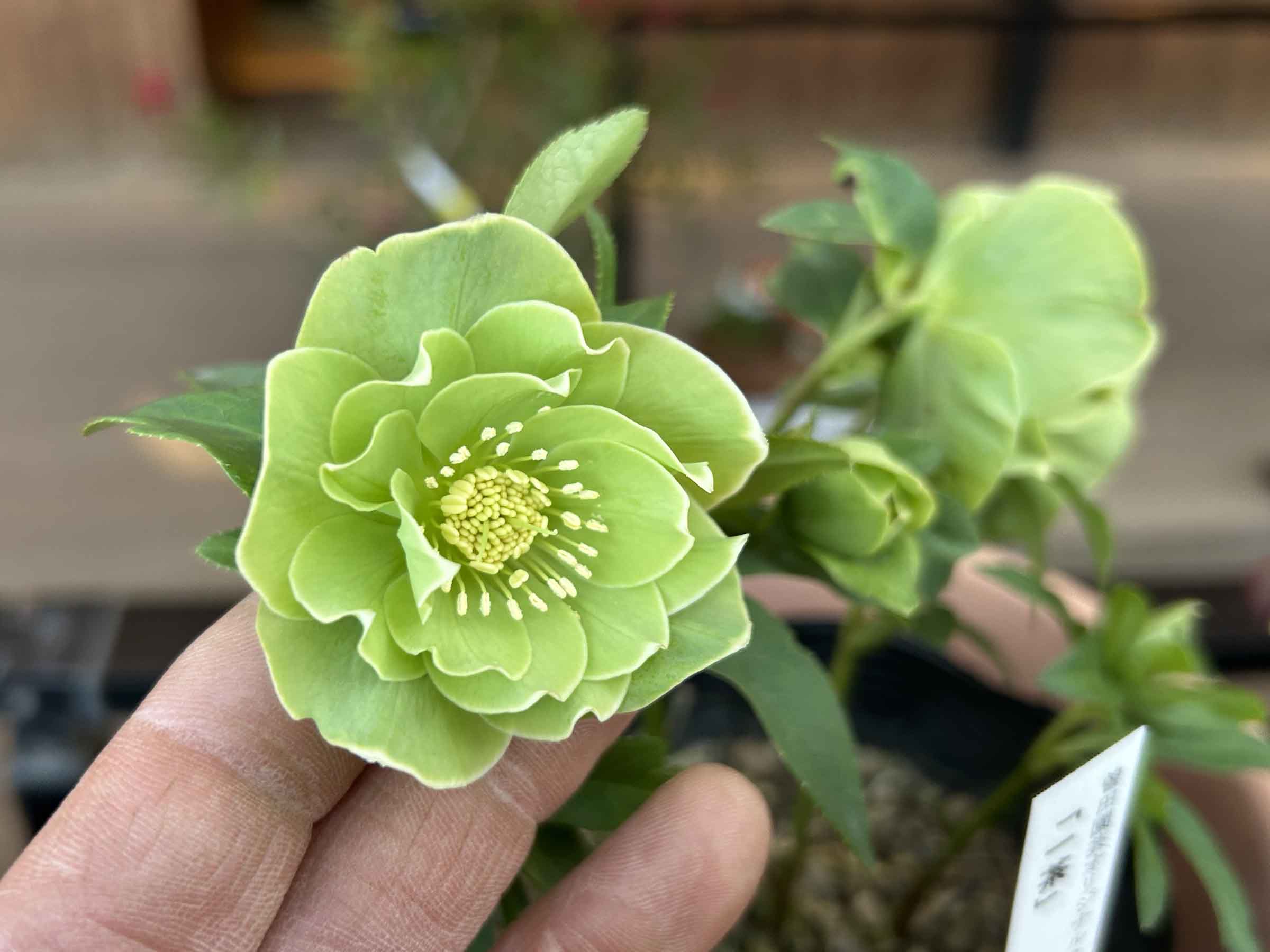 1Fクリスマスローズのご紹介 | オザキフラワーパーク | オザキフラワー