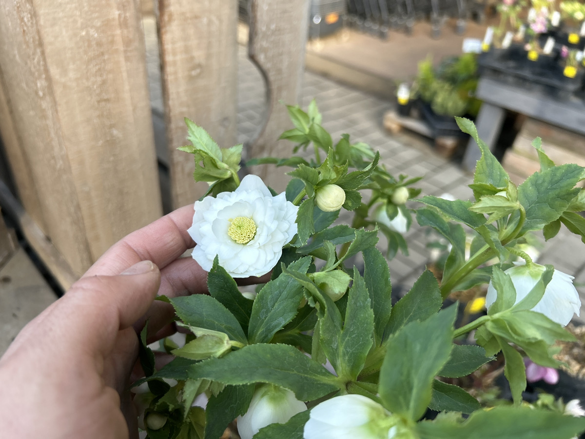 いよいよシーズン開始!! 加藤農園クリスマスローズ大集合!! | オザキ