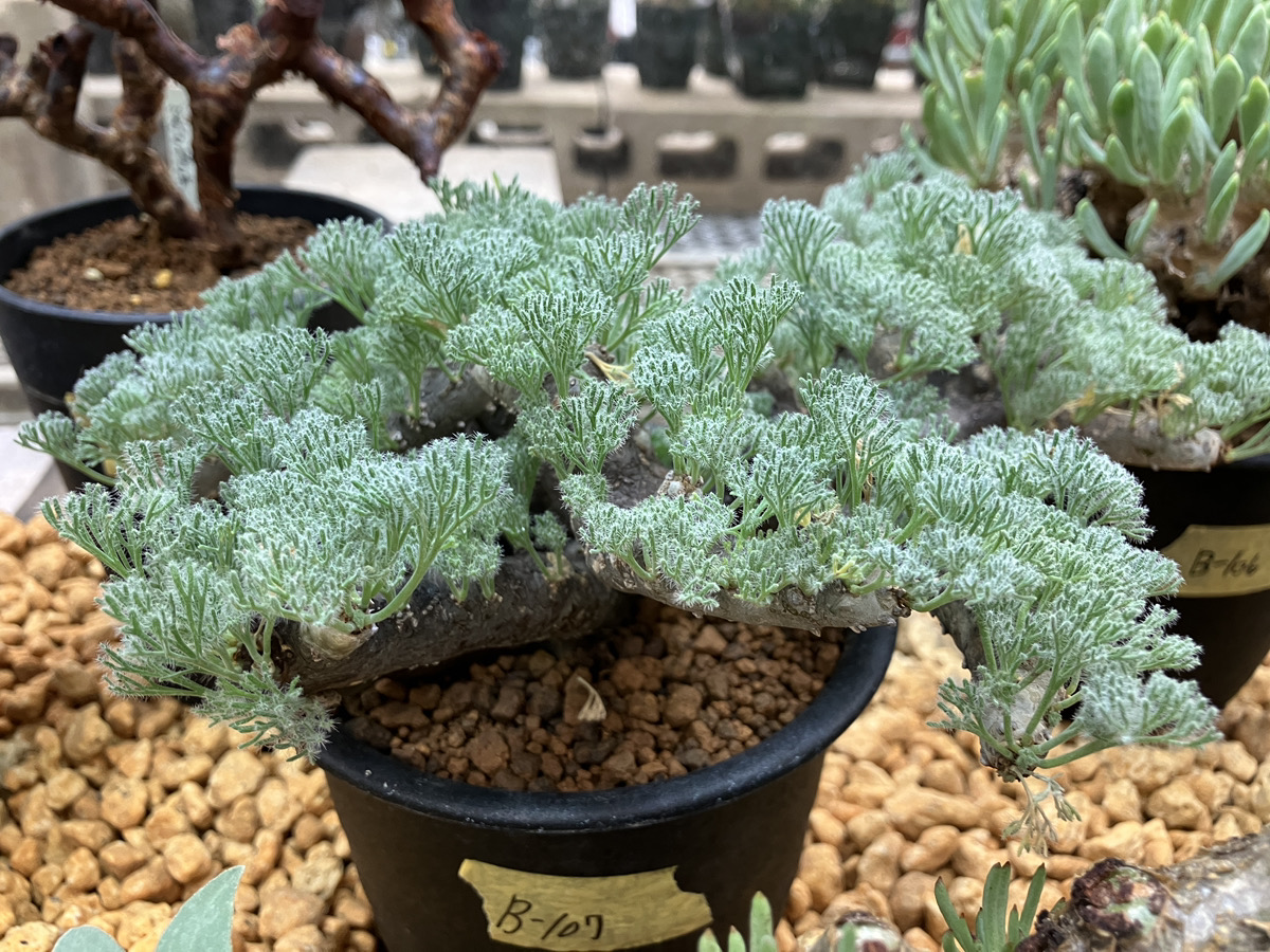 只今のショーケース状況 Anthurium Aglaonema ＆ 冬型塊根 | オザキ