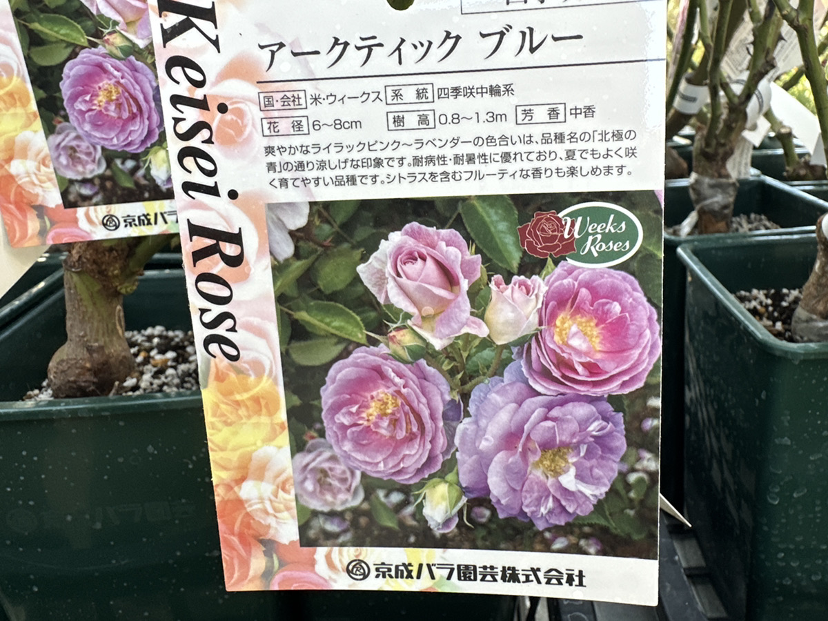 京成バラ大苗入荷！全80品種ご紹介！ | オザキフラワーパーク | オザキ