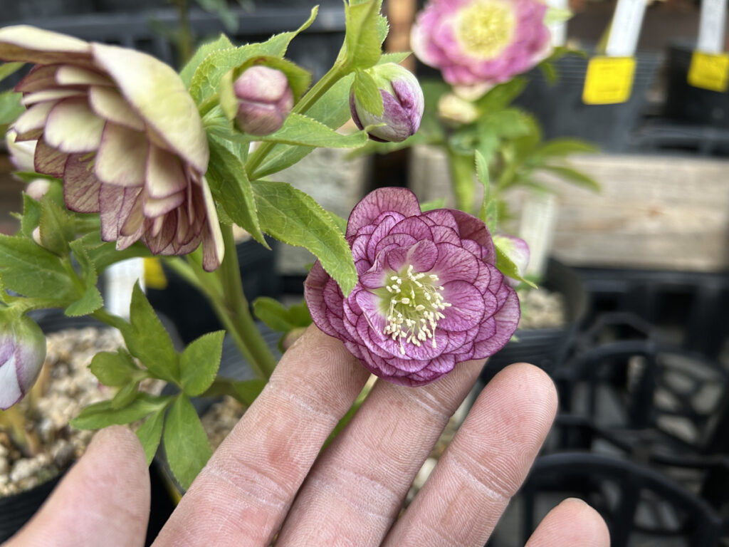 1F クリスマスローズ入荷中!! | オザキフラワーパーク | オザキ