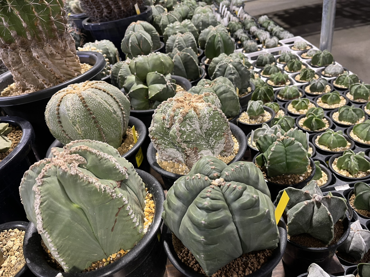 襲来！アストロフィツム！！ | オザキフラワーパーク | オザキフラワー