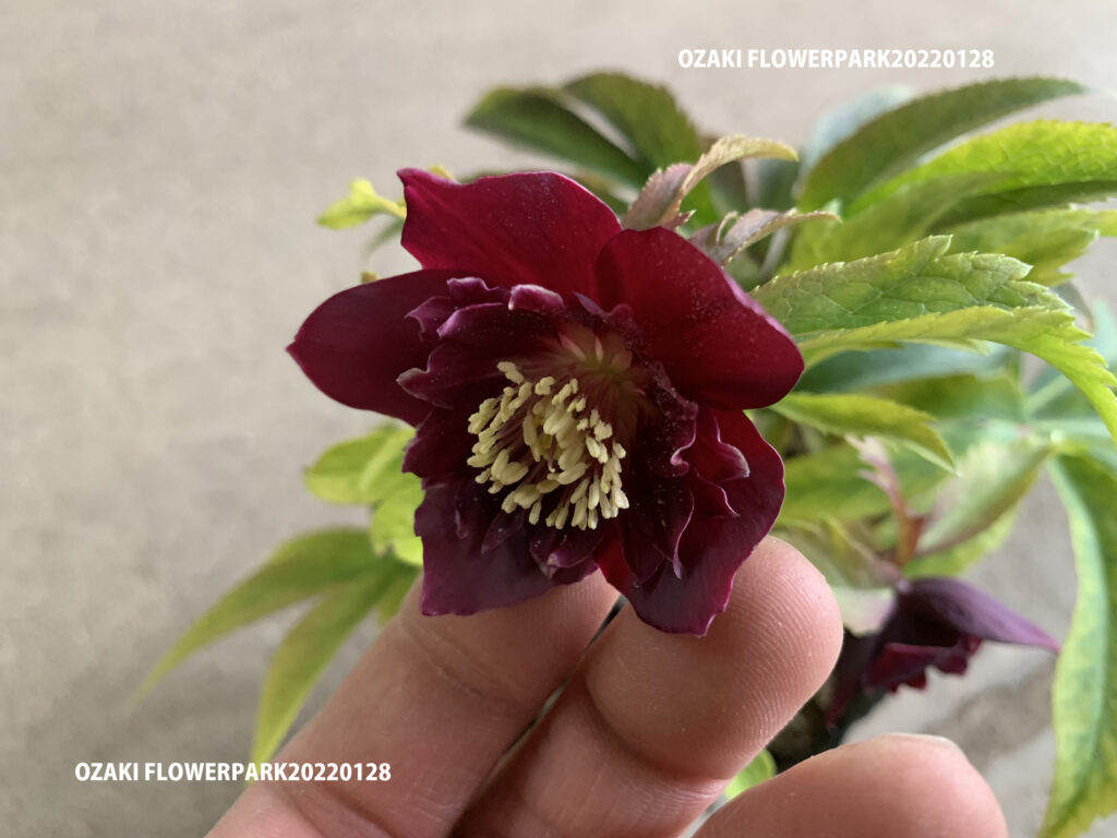 1F|明日販売予定のクリスマスローズ情報 | オザキフラワーパーク