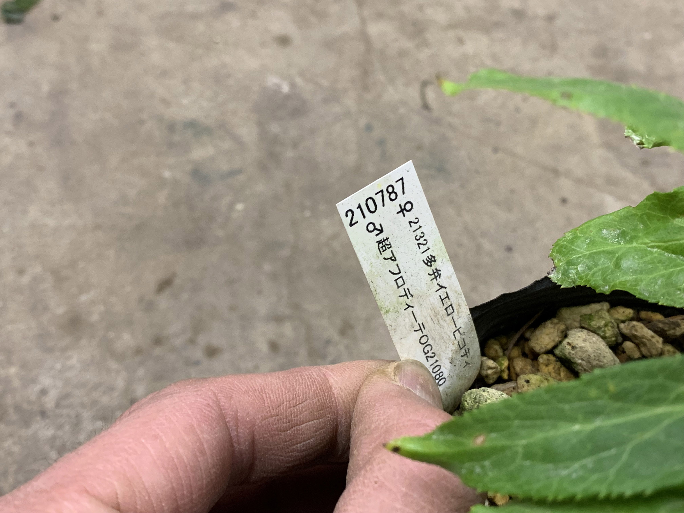 1F|クリスマスローズ追加(加藤農園 千重咲きモーリー!!) | オザキ