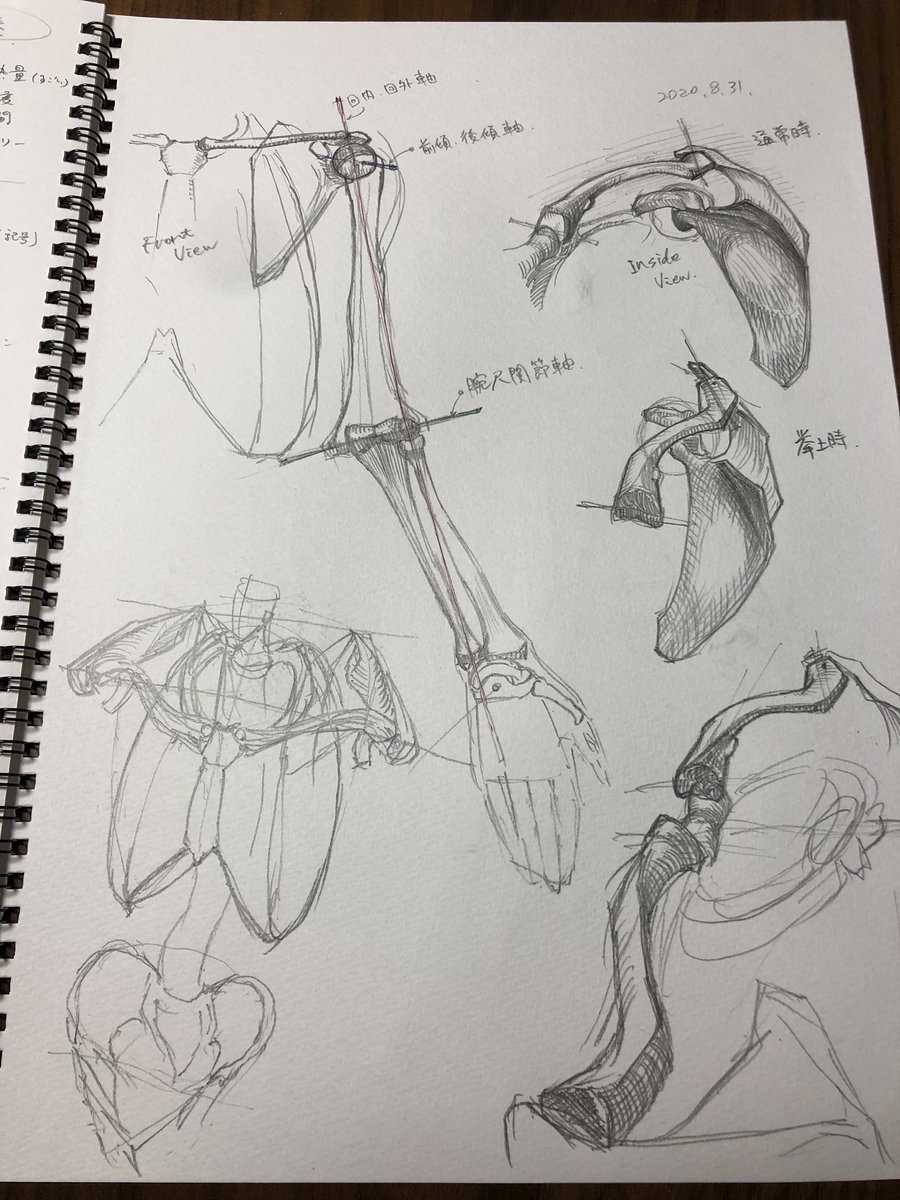 上肢の骨格についてお勉強。 ゴットフリード・バメスの美術解剖学より