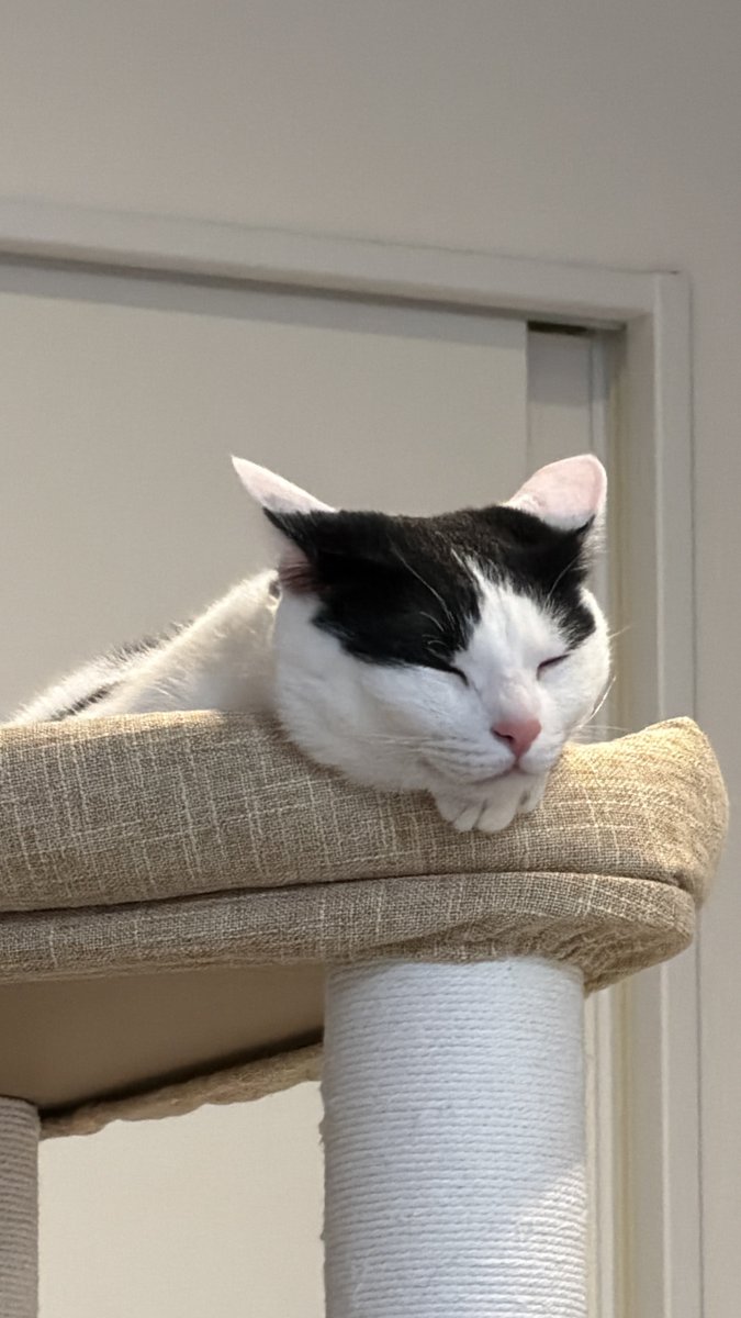 おやすみにゃさい💤