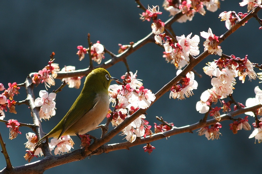 桜や野鳥撮影に◇Canon EF-S 55-250mm IS◇手ぶれ補正付き
