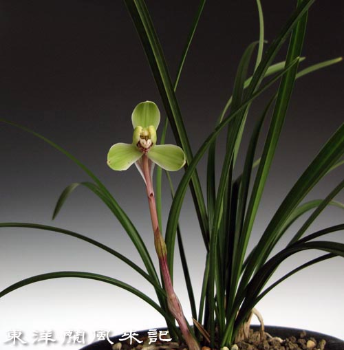 日本春蘭・韓国春蘭・中国春蘭・展示会 No．324 : 風来記 東洋蘭風来
