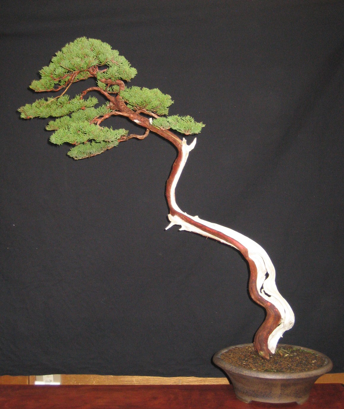 真柏 文人 : 雨宮園 ～盆栽・山野草・陶芸～ 趣味が仕事でも・・・