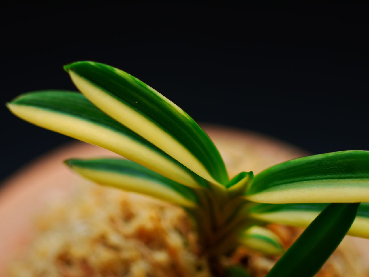 伊勢矮鶏白縞 : □ サムライ オーキッド □ 富貴蘭 セレクトショップ