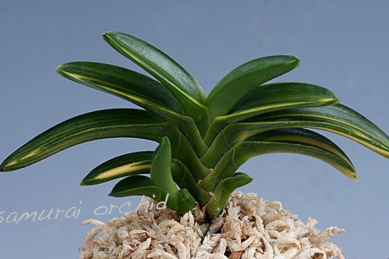 翠華殿の縞 ＊ : □ サムライ オーキッド □ 富貴蘭 セレクトショップ