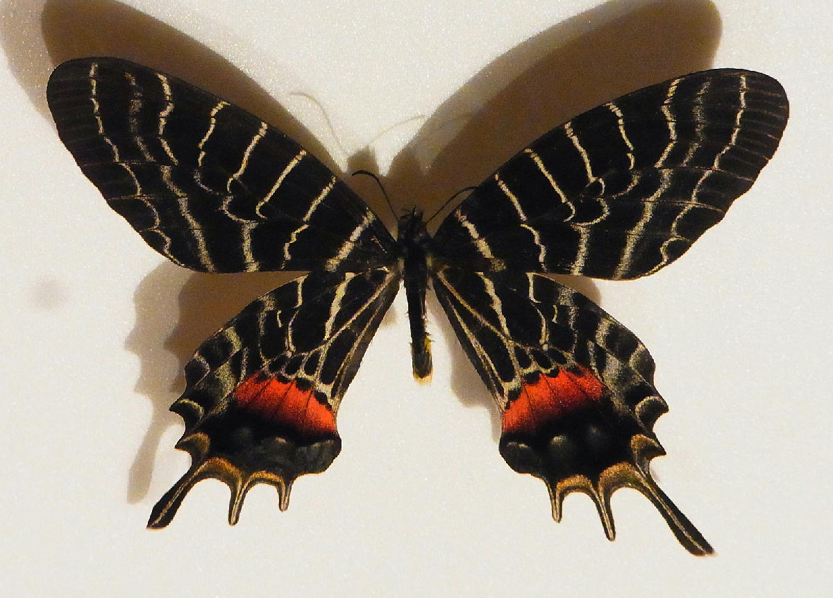 ブータンシボリアゲハ この貫禄はブータンの豊かさの象徴 2012.2.24