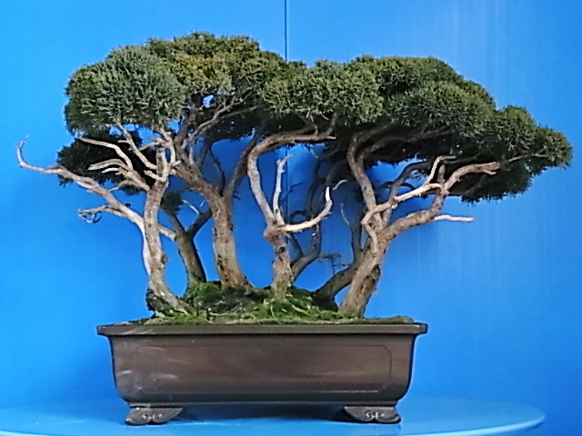 寄せ植え真柏 : bonsai英樹