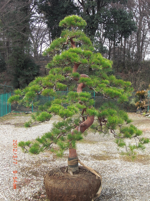 赤松 天目松 販売 画像 価格 値段 庭木 植木 枝垂れ 安行 : ～丁寧な