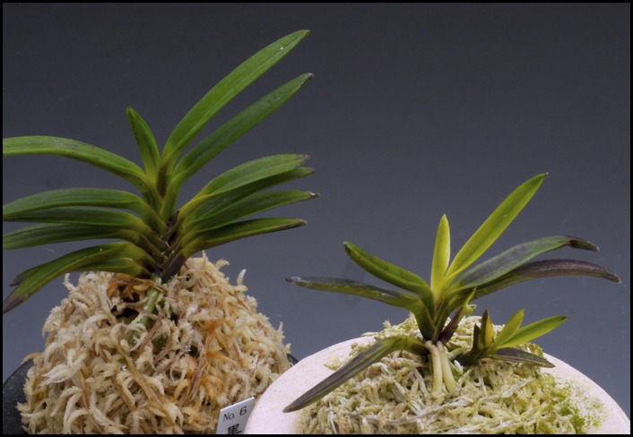 秋田のお土産物・・・その2黒牡丹 販売済みになりました