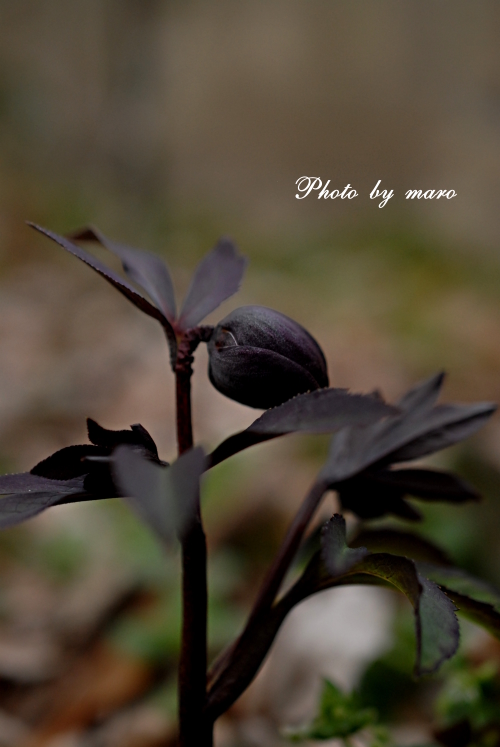 クリスマスローズ 漆黒のブラックダブル と 鎌倉スワニーさん♪♪ : 麻